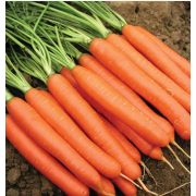 Морква Нантес Тіп-Топ для дитячого харчування